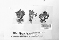 Clavulinopsis corniculata image